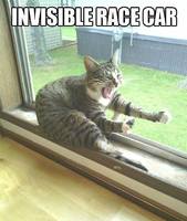 Funny-cat-Invisible-race-car.jpg