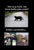 Kočka.jpeg