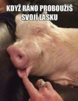 image.thumb.png.daaccd852e239dca66e0100229f843dd.png